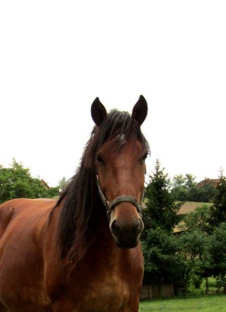 20939062_1497742190287595_727634949_n