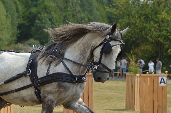 11947593_445914928943062_7170740566368312928_n